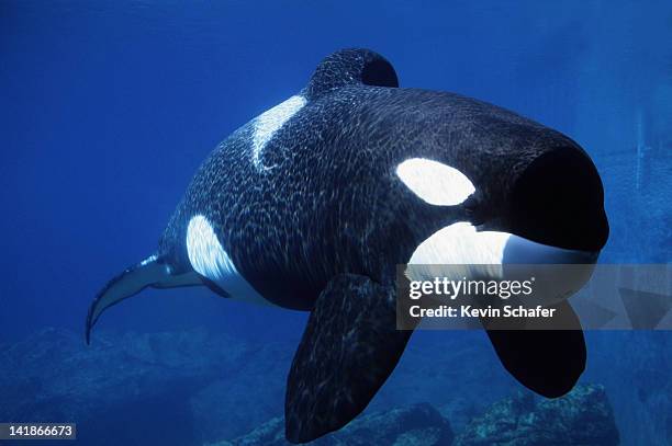 killer whale (orca) keiko: free willy, orcinus orca. oregon coast aquarium, oregon 6/97 121551 - matar imagens e fotografias de stock