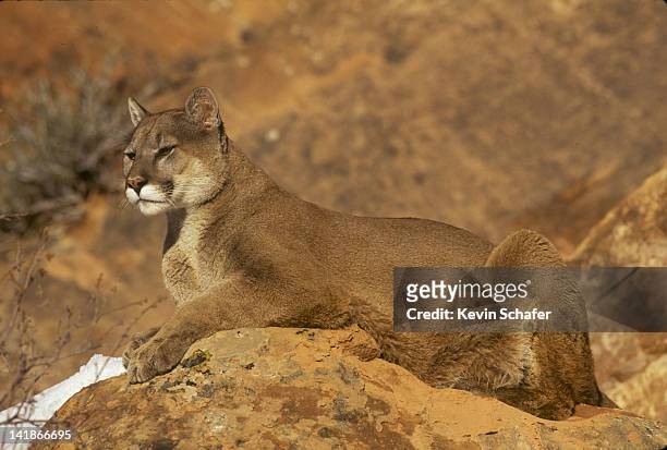 cougar, felis concolor, uinta national forest, utah h - utah stock pictures, royalty-free photos & images