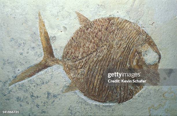 fossil fish; gyrodies, germany. - vertebrate stockfoto's en -beelden