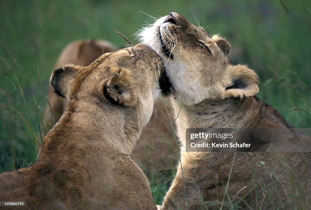 LIONS. FEMALES GROOMING EACH OTHER. PANTHERA LEO. MASAI MARA, KENYA. AFRICA. H