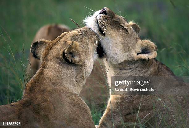 lions. females grooming each other. panthera leo. masai mara, kenya. africa. h - endergónica - fotografias e filmes do acervo