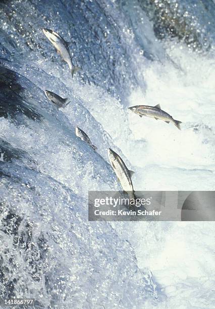 pa025-8 red sockeye salmon jumping brooks falls, katmai np, alaska. usa (c) 1995 kevin schafer - deposizione di uova di pesce foto e immagini stock