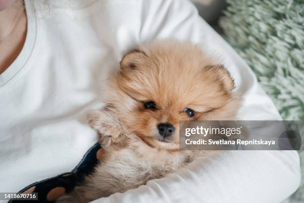 woman hugging fluffy pomeranian spitz puppy - pomeranian puppy stock pictures, royalty-free photos & images