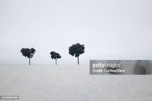 three trees against white sky background - small group stock-fotos und bilder