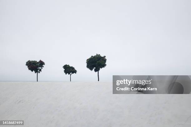 three trees against white sky background - small group of objects stock pictures, royalty-free photos & images