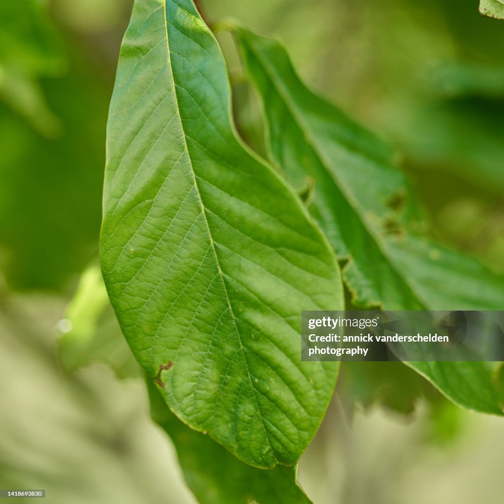 Asimina triloba
