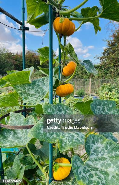 jack be little squash - mildew fotografías e imágenes de stock