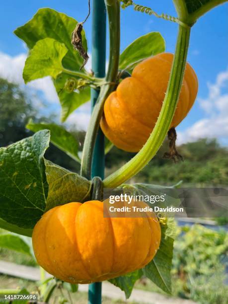 jack-be-little pumpkins - jack be little squash stock-fotos und bilder