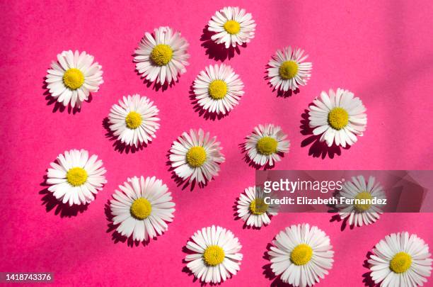 white daisies top view on pink with casting shadows background - flatlay flowers fotografías e imágenes de stock