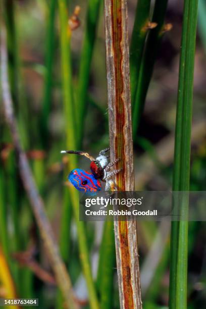 dancing male peacock spider  (maratus gemmifer) - peacock stock pictures, royalty-free photos & images