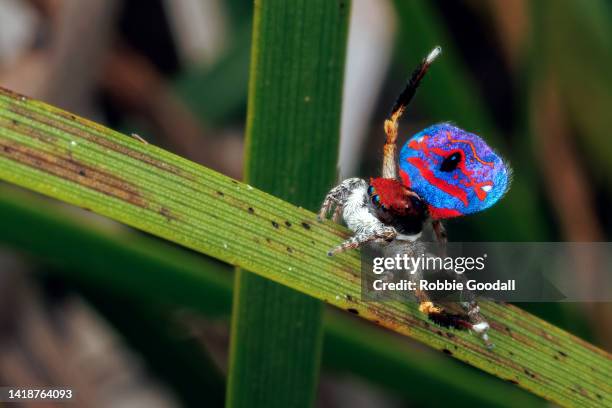 dancing male peacock spider  (maratus gemmifer) - jumping spider stock pictures, royalty-free photos & images