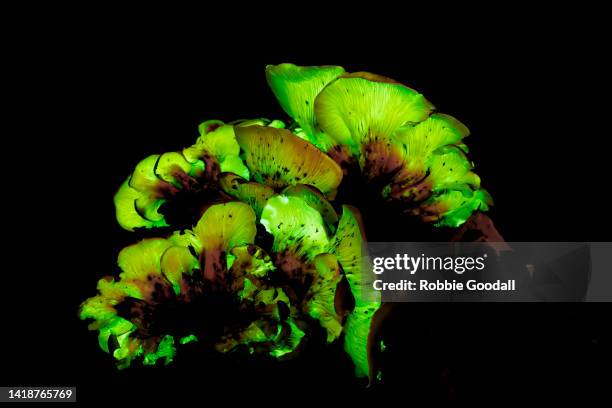 omphalotus nidiformis, or ghost fungus - bioluminescência imagens e fotografias de stock