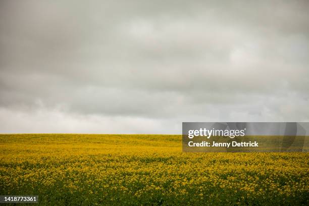 canola field under an overcast sky - overcast stock pictures, royalty-free photos & images