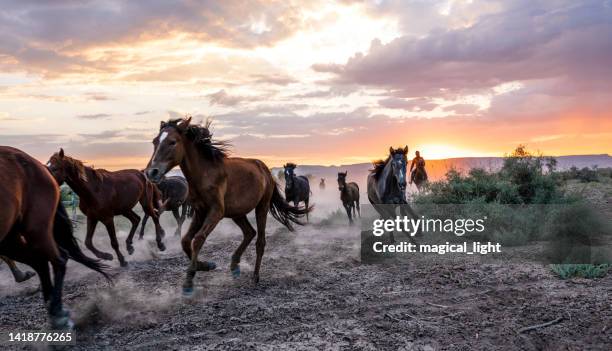 galloping wild horses in the wilderness - mustang imagens e fotografias de stock