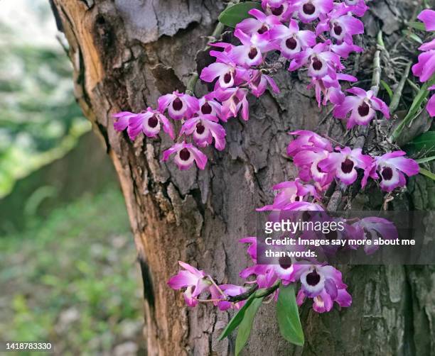 purple orchids growing on a tree trunk - orquidea salvaje fotografías e imágenes de stock