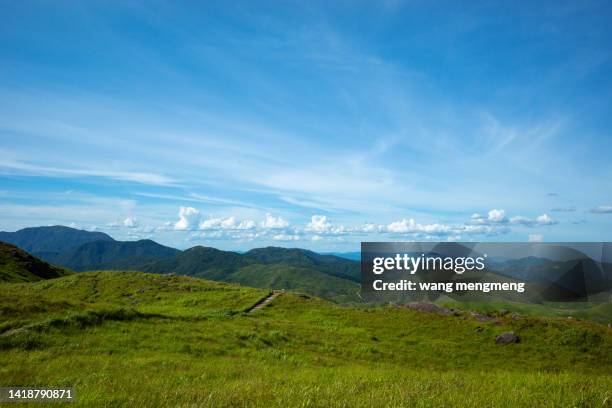 green meadow under blue sky - meadow forest ストックフォトと画像