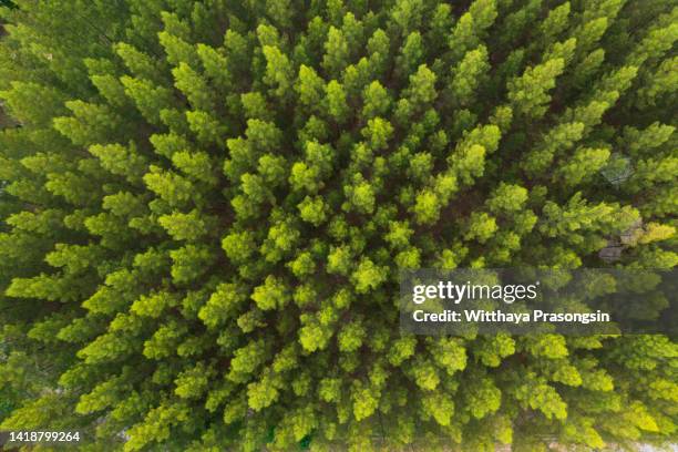 healthy green trees in forest of spruce, - laubbaum stock-fotos und bilder