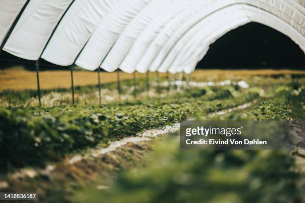 strawberry harvesting season - buskerud stock pictures, royalty-free photos & images