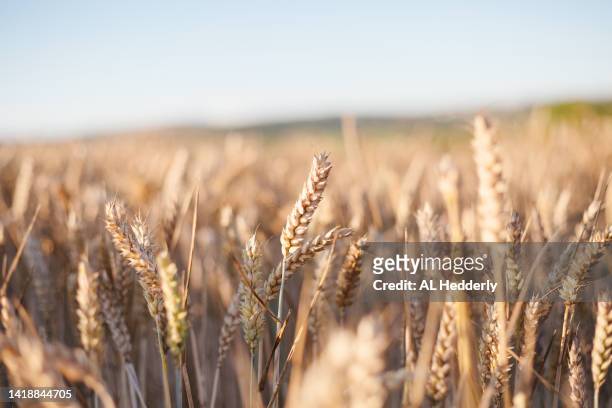 wheat field in evening light - grain harvest stock pictures, royalty-free photos & images
