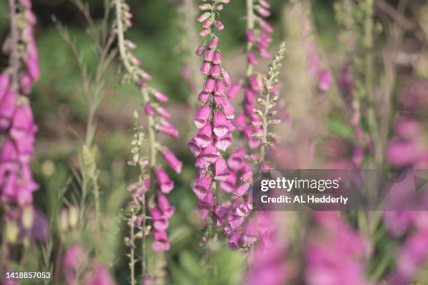 common foxgloves in a cornish garden - foxglove stock pictures, royalty-free photos & images