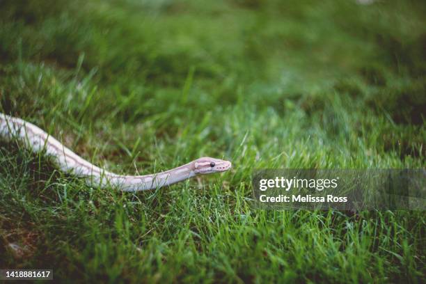 Snake Crawling Photos and Premium High Res Pictures - Getty Images