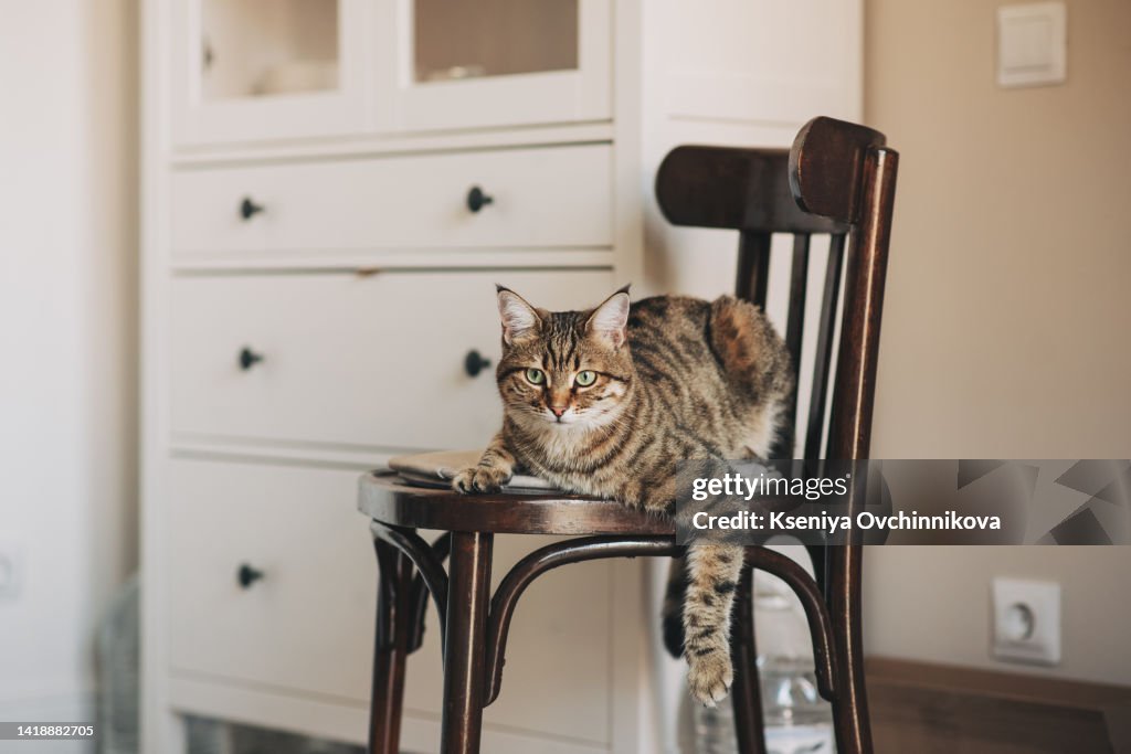 Funny home cat with big yellow eyes lies on a white chair indoor.