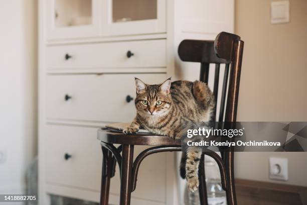 funny home cat with big yellow eyes lies on a white chair indoor. - tabby stock pictures, royalty-free photos & images