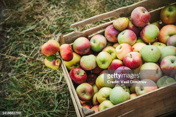 fresh apples  in a basket. - garden harvest bildbanksfoton och bilder