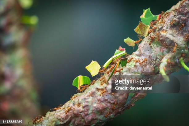 leafcutter ants - bladskärarmyra bildbanksfoton och bilder
