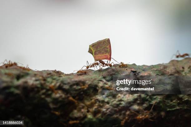 leafcutter ants - ant close up stock pictures, royalty-free photos & images