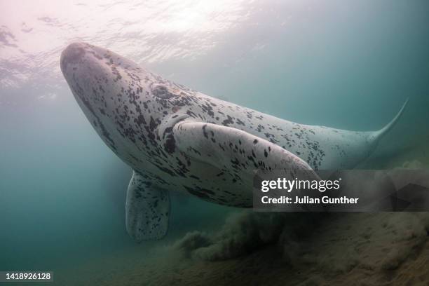 a white southern right whale calf swims across the seafloor - right whale stock pictures, royalty-free photos & images