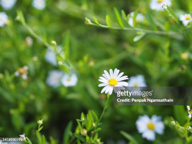common daisy, bellis perennis white yellow color flower blooming in garden blurred of nature background space for copy writer - ヒナギク ストックフォトと画像