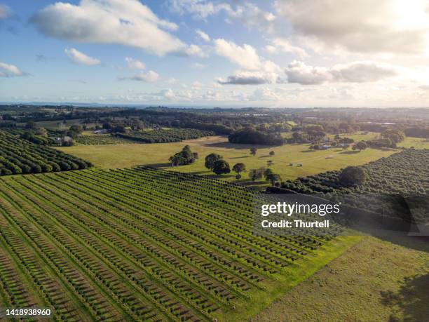plantación de macadamia en el norte de nueva gales del sur - lismore nueva gales del sur fotografías e imágenes de stock
