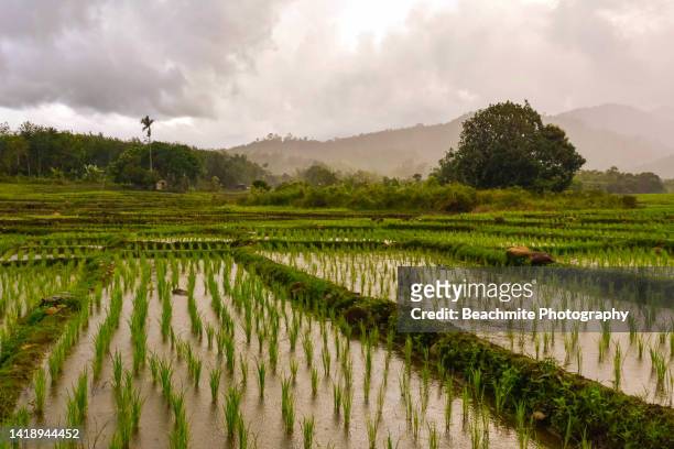 rice paddy fields against sky at sunset in sinua village in keningau, sabah, malaysia - sabah state stock pictures, royalty-free photos & images