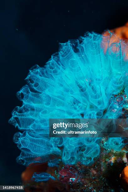 glasschwamm, sea life salp und orangefarbener meeresschwamm aus tauchersicht - aquatisches lebewesen stock-fotos und bilder