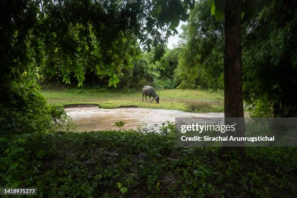 Domesticated buffalo is seen grazing on grass by a muddy stream that runs into the Mekong River on August 20, 2022 in Si Phan Don, Laos. Laos is...