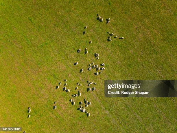 merino sheep arial view - grazing field stock pictures, royalty-free photos & images