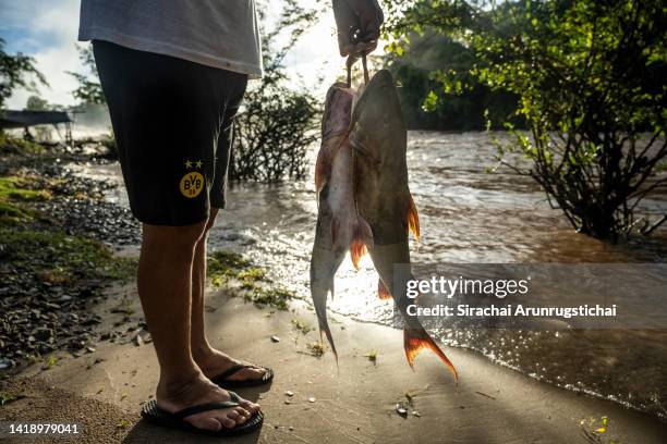 Fisherman carries a pair of Goonch a new species of river catfish described in 2021 after catching them from Khone Falls, a series of cascading...