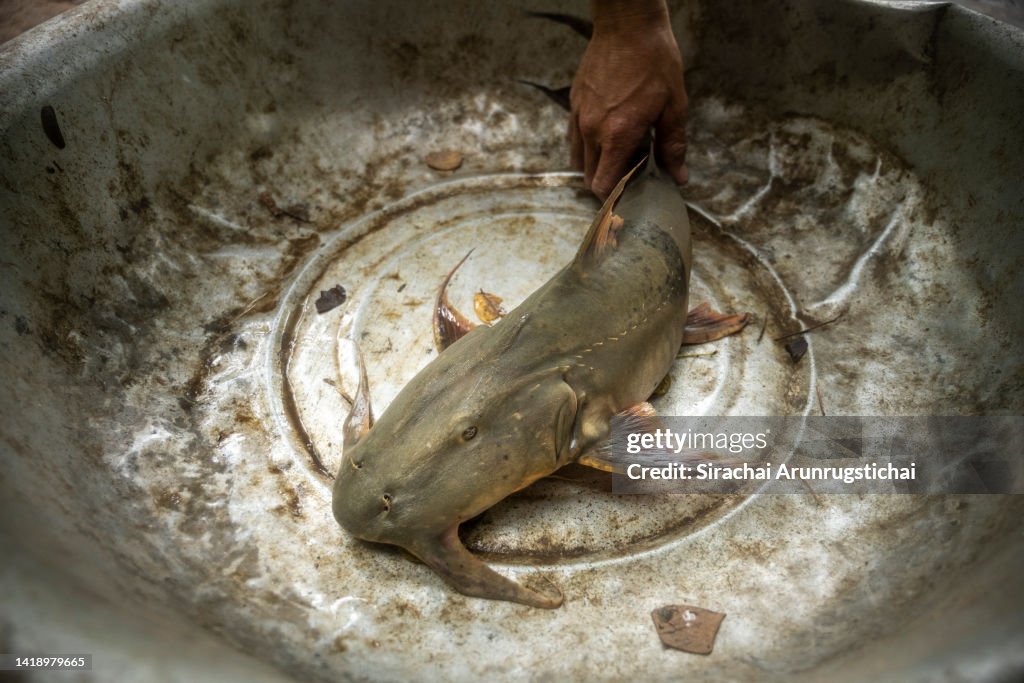 Life Along The Mekong In Laos