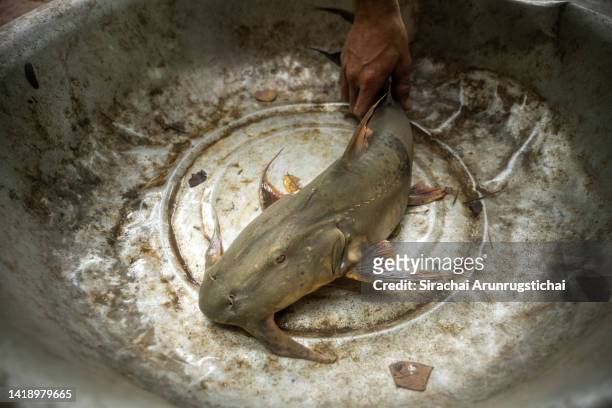 Fisherman grabs a Goonch , a new species of river catfish described in 2021 after catching it from Khone Falls, a series of cascading waterfalls of...