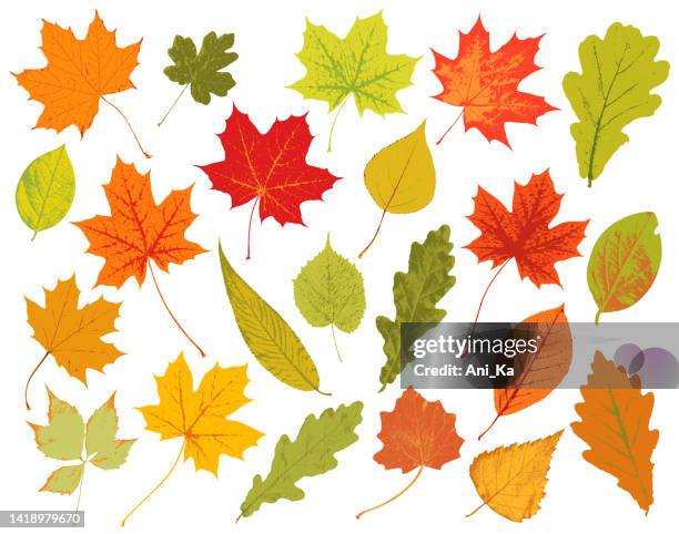 ilustrações de stock, clip art, desenhos animados e ícones de autumn leaves - deciduous tree