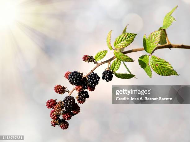 branch with ripe blackberries illuminated by sunlight. - raspberry stock pictures, royalty-free photos & images