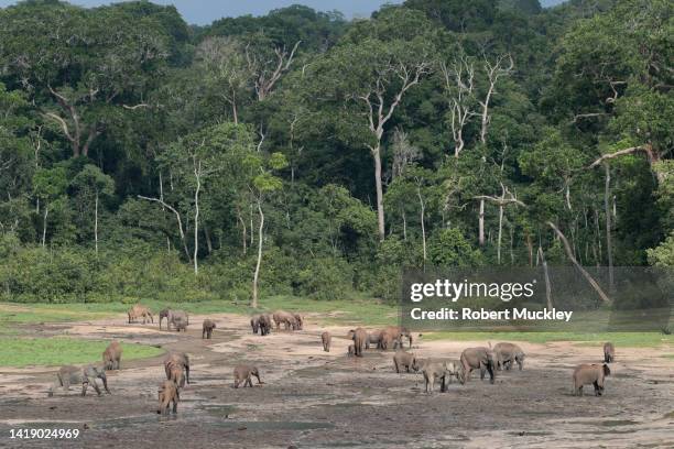 dzanga bai - sangha location stock pictures, royalty-free photos & images