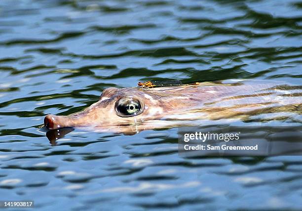 Dragonfly rides on the top of a Florida softshell turtle during the final round of the Arnold Palmer Invitational presented by MasterCard at the Bay...