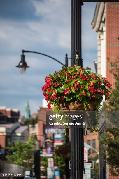 hanging basket with begonias - rhode island homes stock pictures, royalty-free photos & images