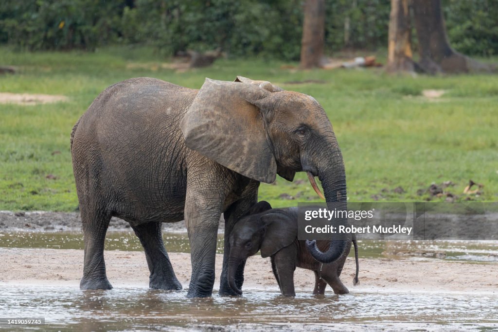 Forest Elephants at Dzanga Bai