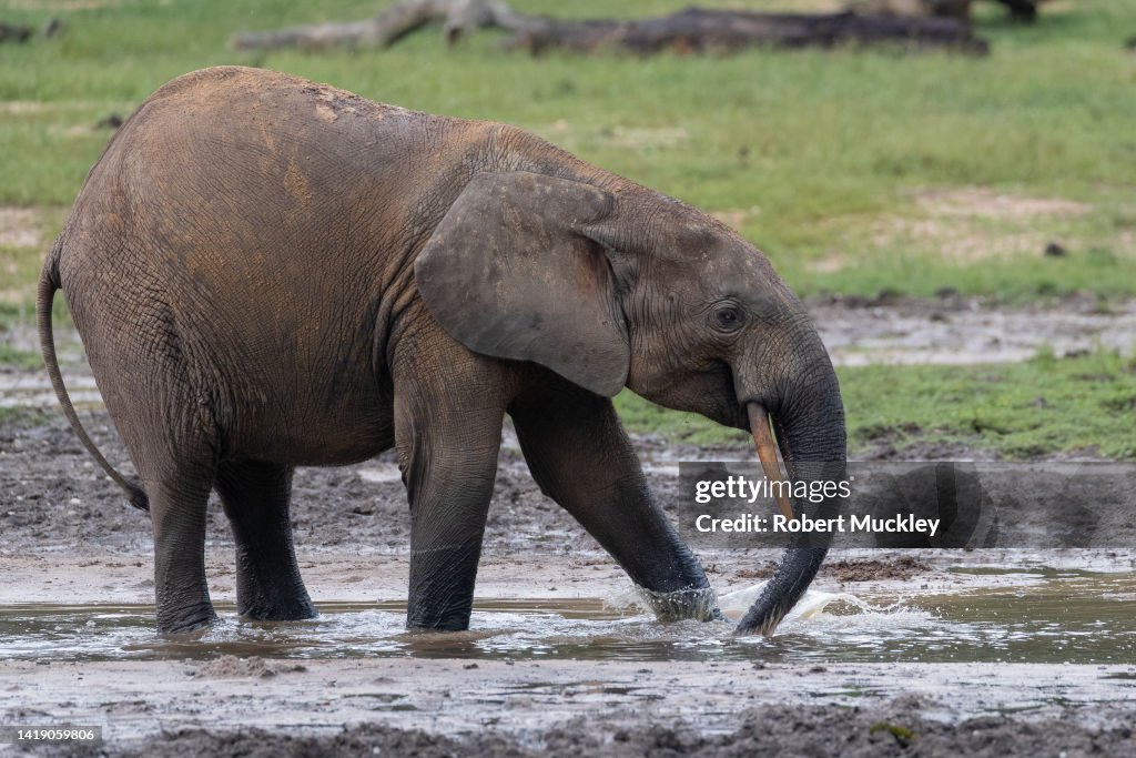 Forest Elephants at Dzanga Bai