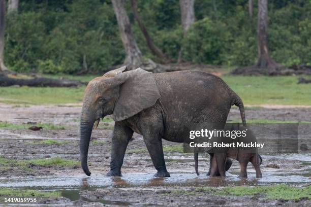 forest elephants at dzanga bai - elephant trunk drink photos et images de collection