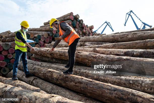 employees working at the timber pier - biomass power plant stock pictures, royalty-free photos & images