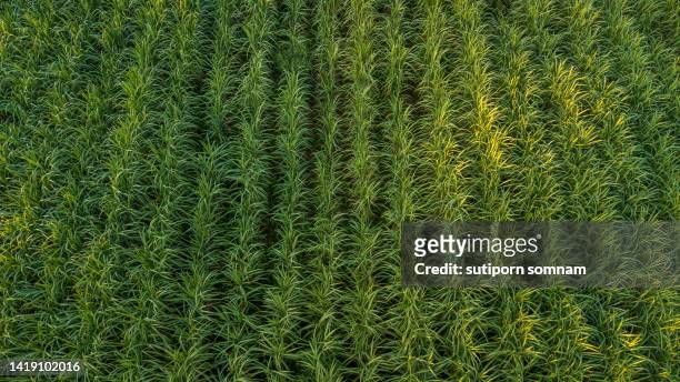 aerial view sugarcane field drone shot - cana de acucar imagens e fotografias de stock